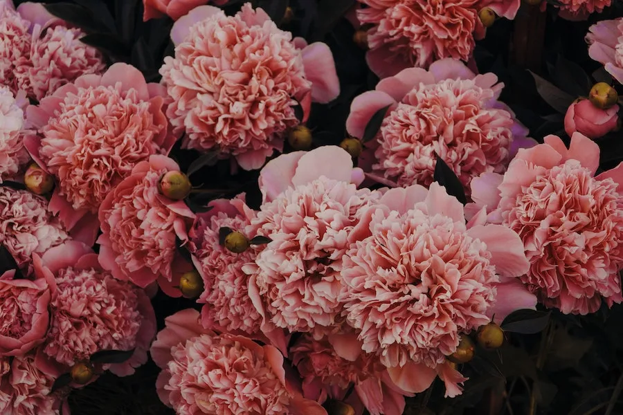 spiritual meaning behind smelling carnations