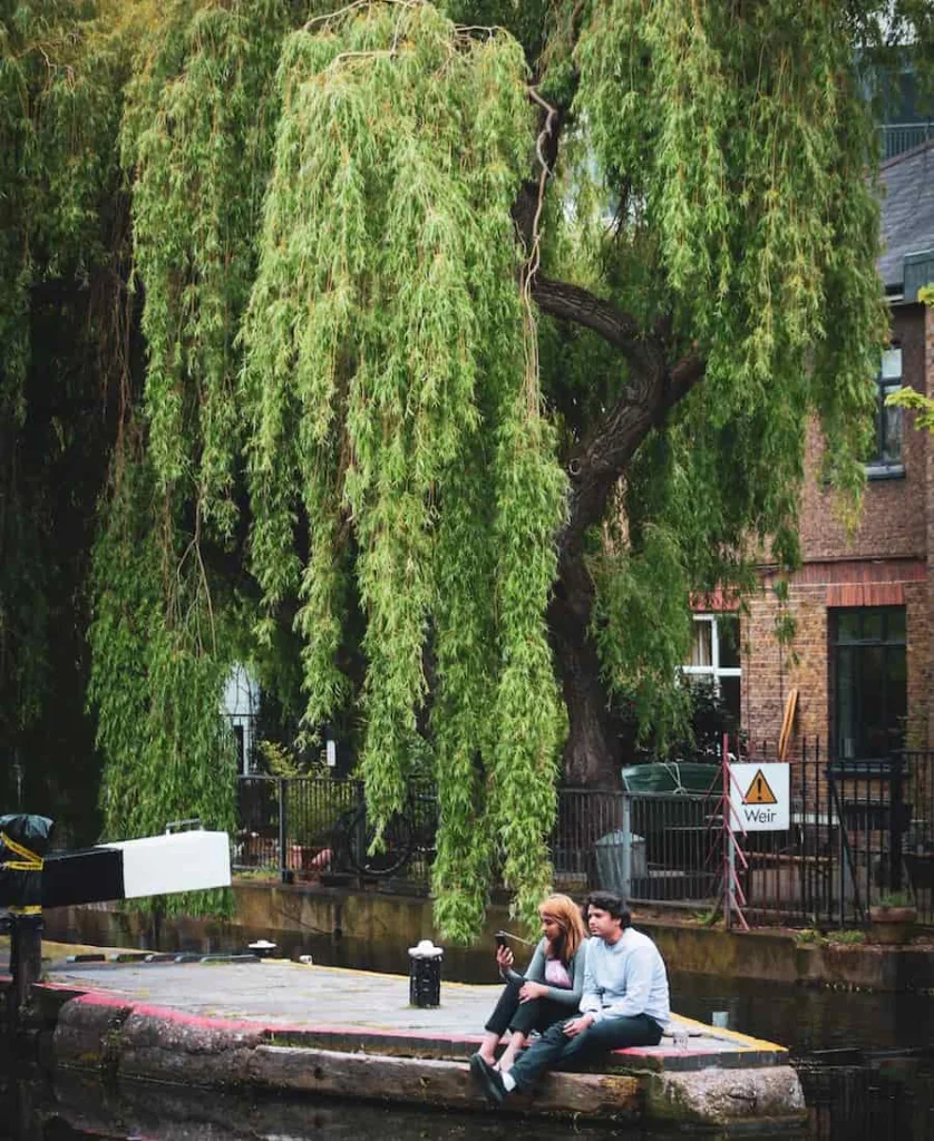 a couple and a willow tree.