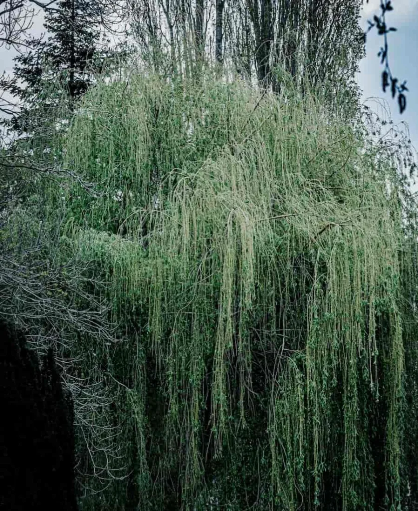 willow symbolism