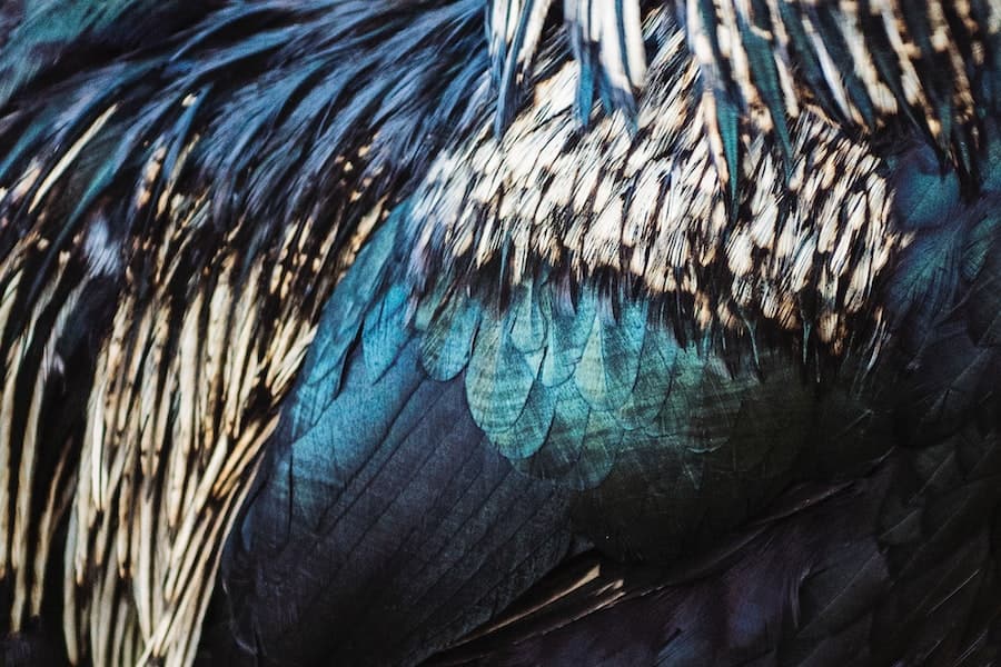 Finding the spiritual meaning of feathers