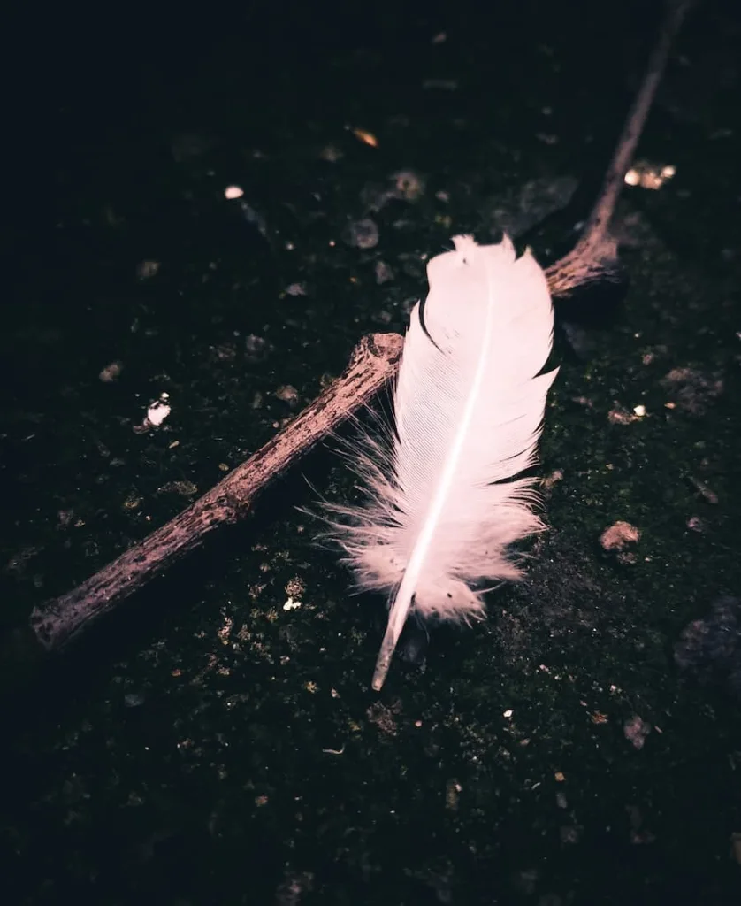 a white feather on the ground
