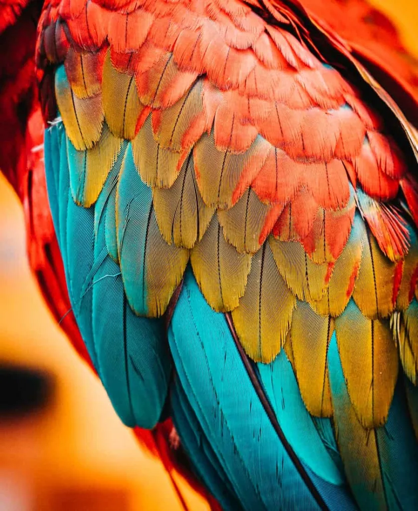 colorful feathers of a bird
