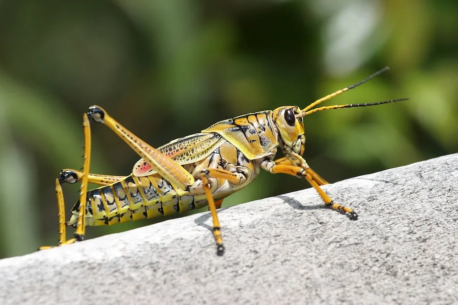 grasshopper in house spiritual meaning