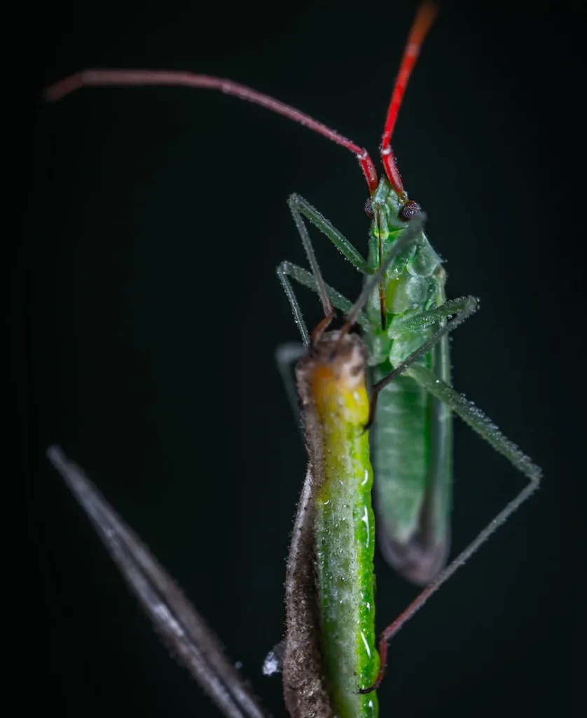 a green grasshopper