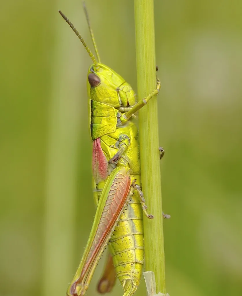 grasshopper in house and your meaning