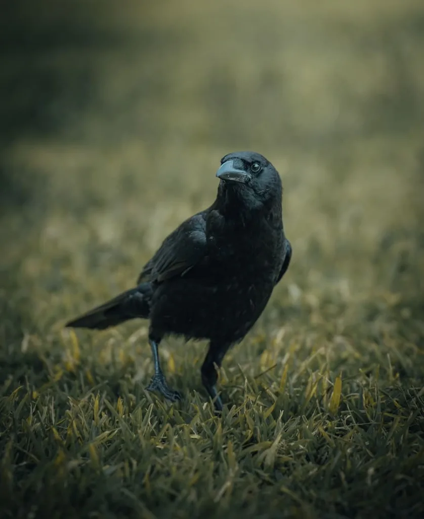 Hearing a Crow Caw Spiritual Meaning Explained