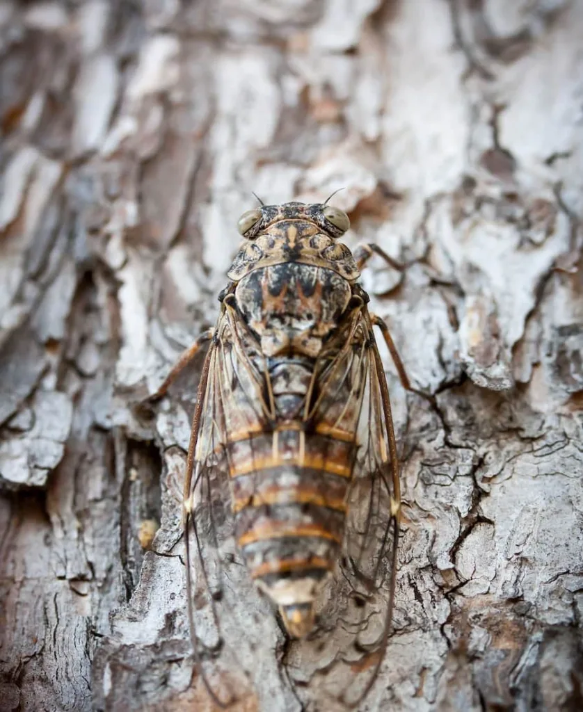 A lanternfly on a tree trunk