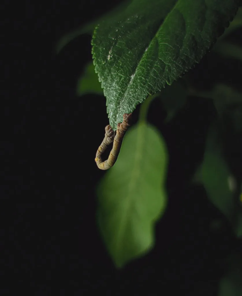 a maggot on the leaf