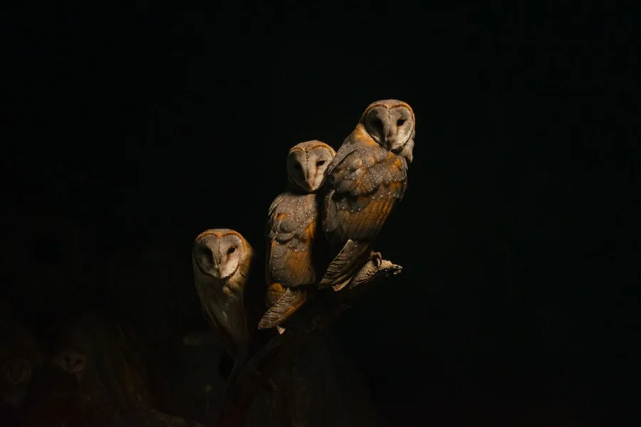owl at night spiritual meaning