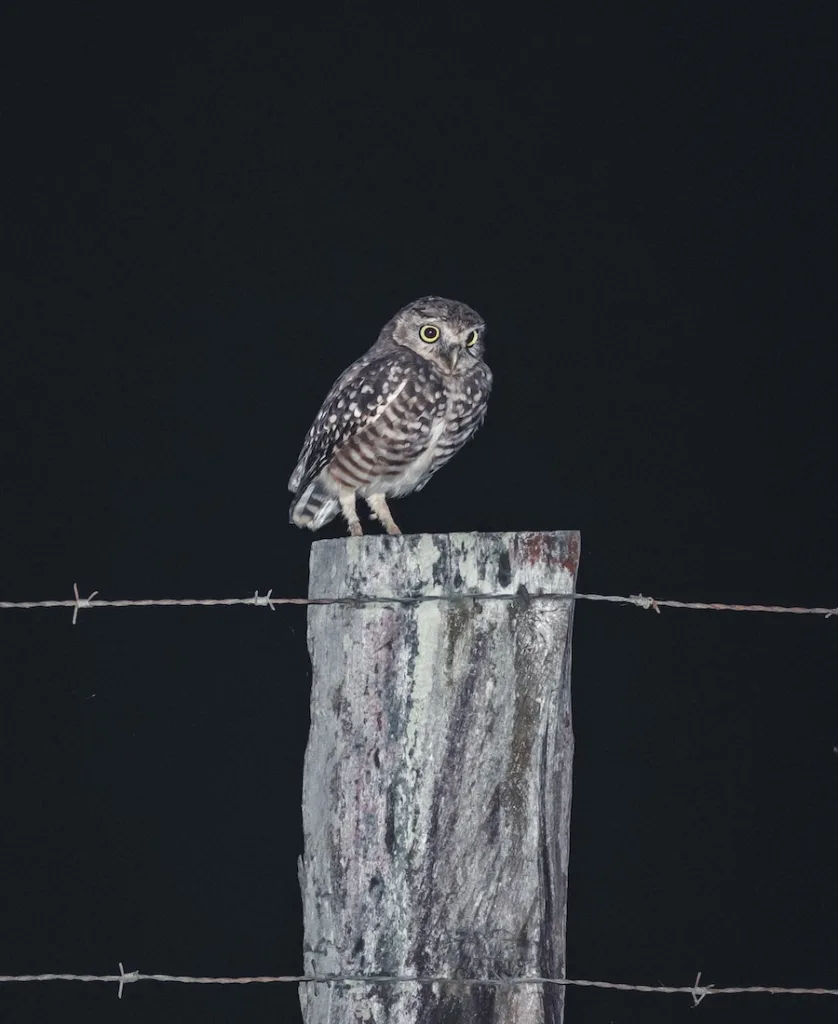 owl at night and your symbolism