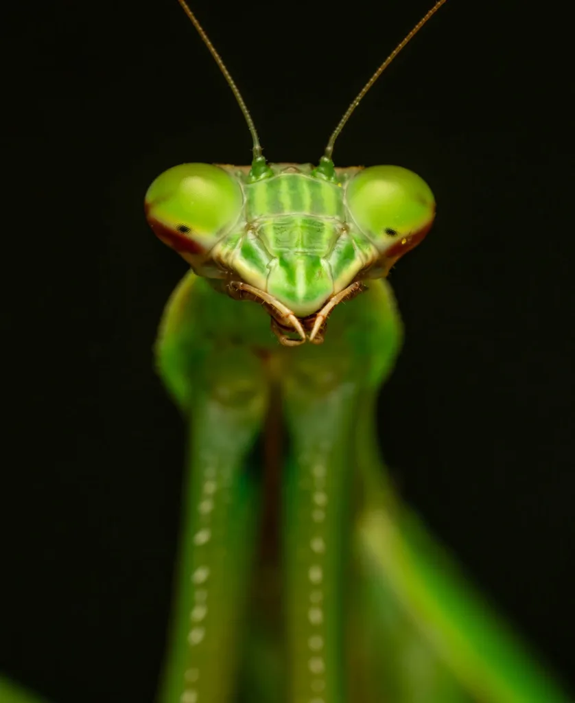 close-up on the face of a praying mantis
