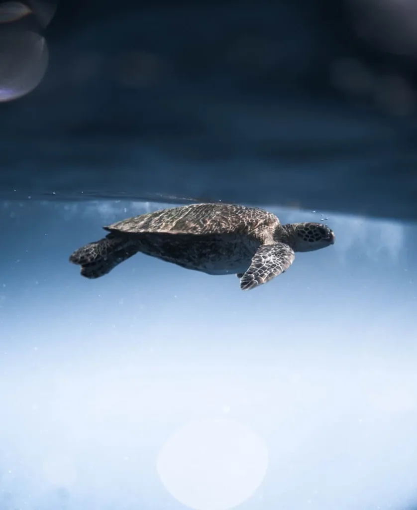a turtle swimming