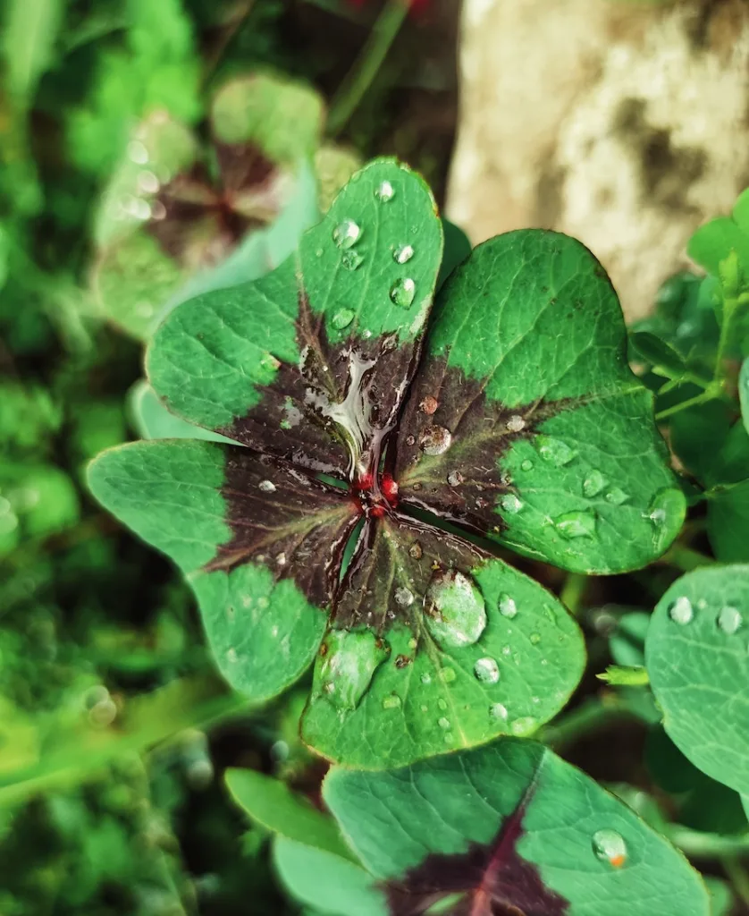 a rare four leaf clover