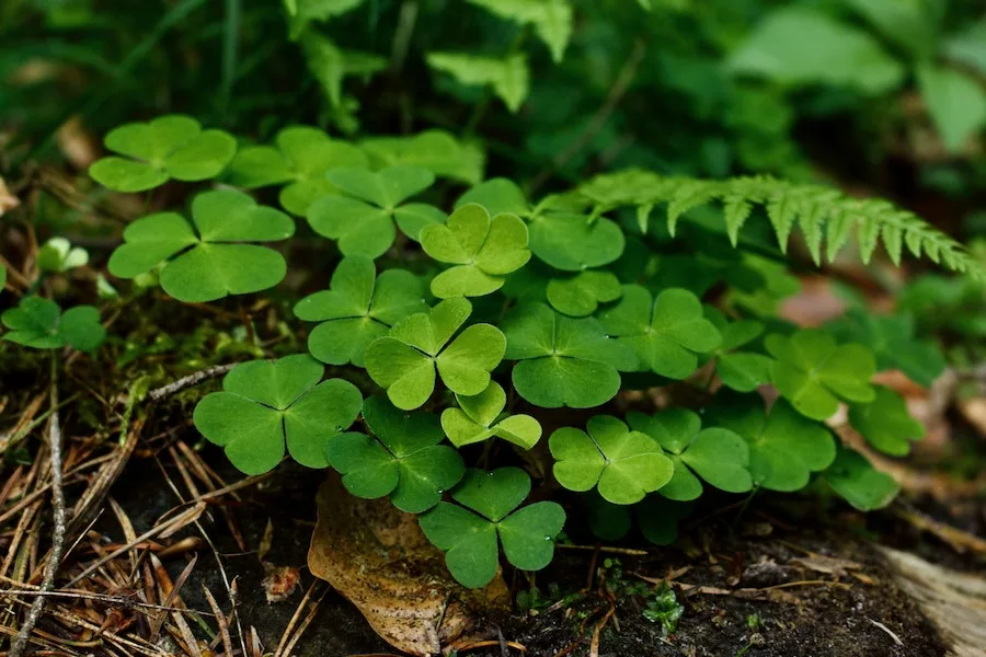 Spiritual meaning behind a four leaf clover