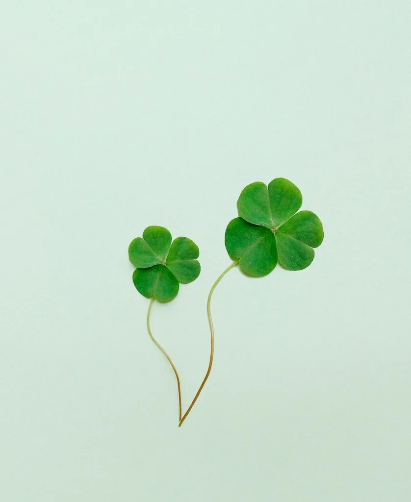 why-are-four-leaf-clovers-lucky-2024-four-leaf-clover-meaning