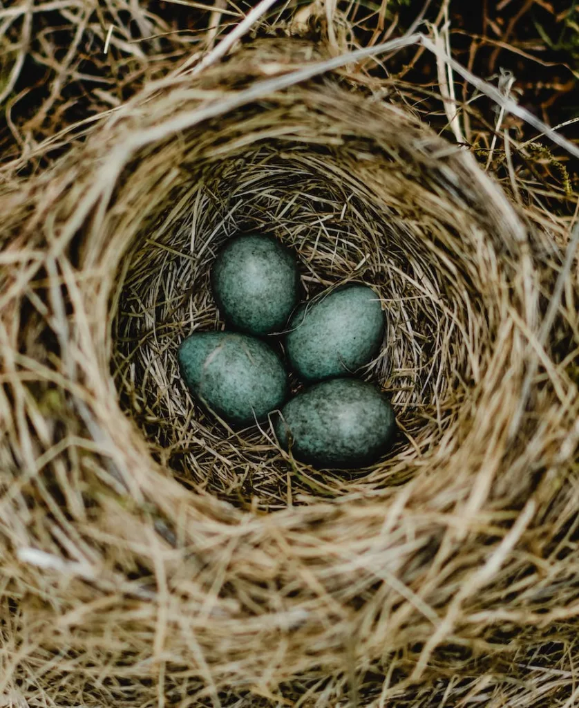 Bird nest at front door and your spiritual meaning