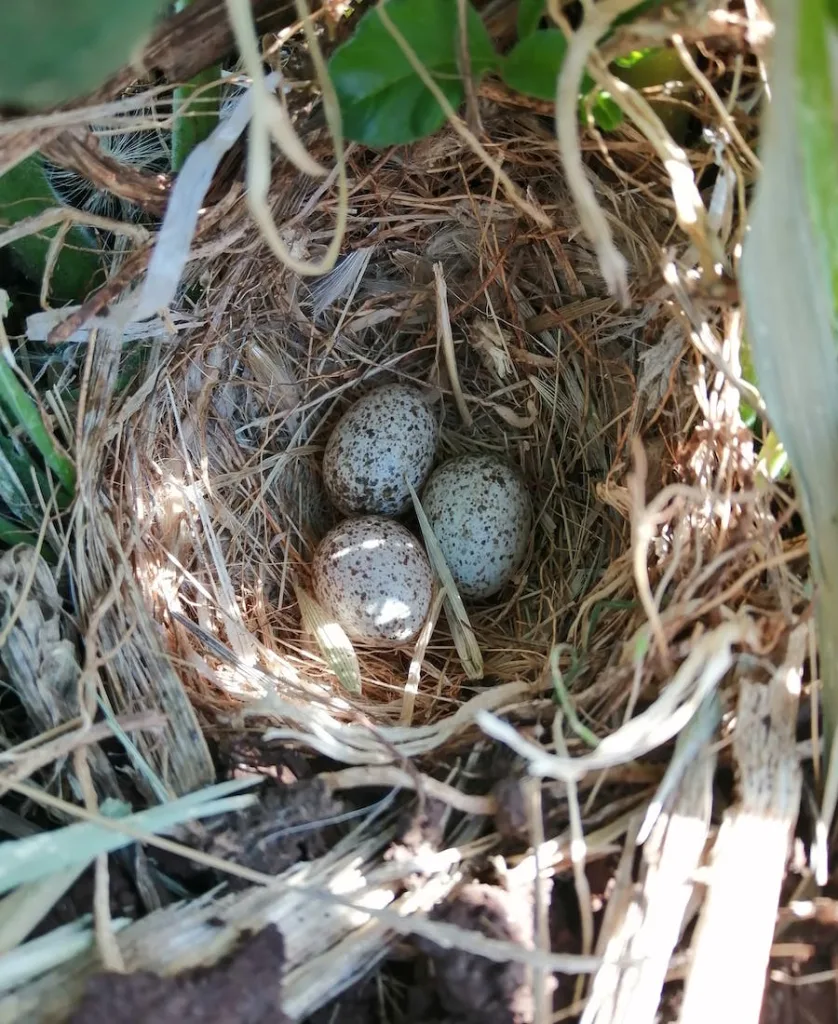a bird's nest with several eggs