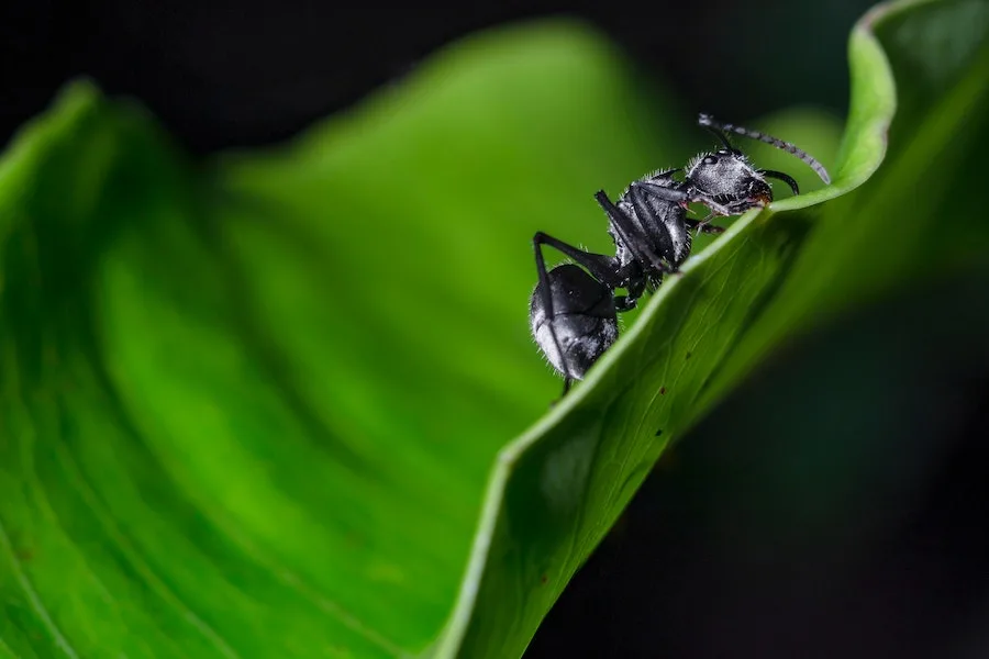 spiritual meaning of black ant