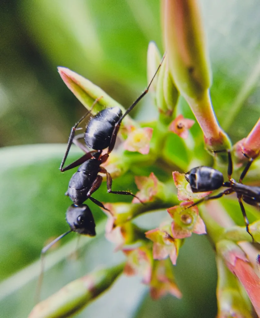 two black ants