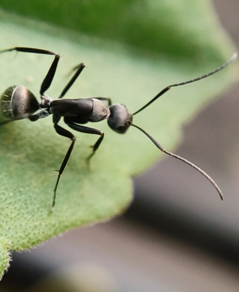 black ant on the plant