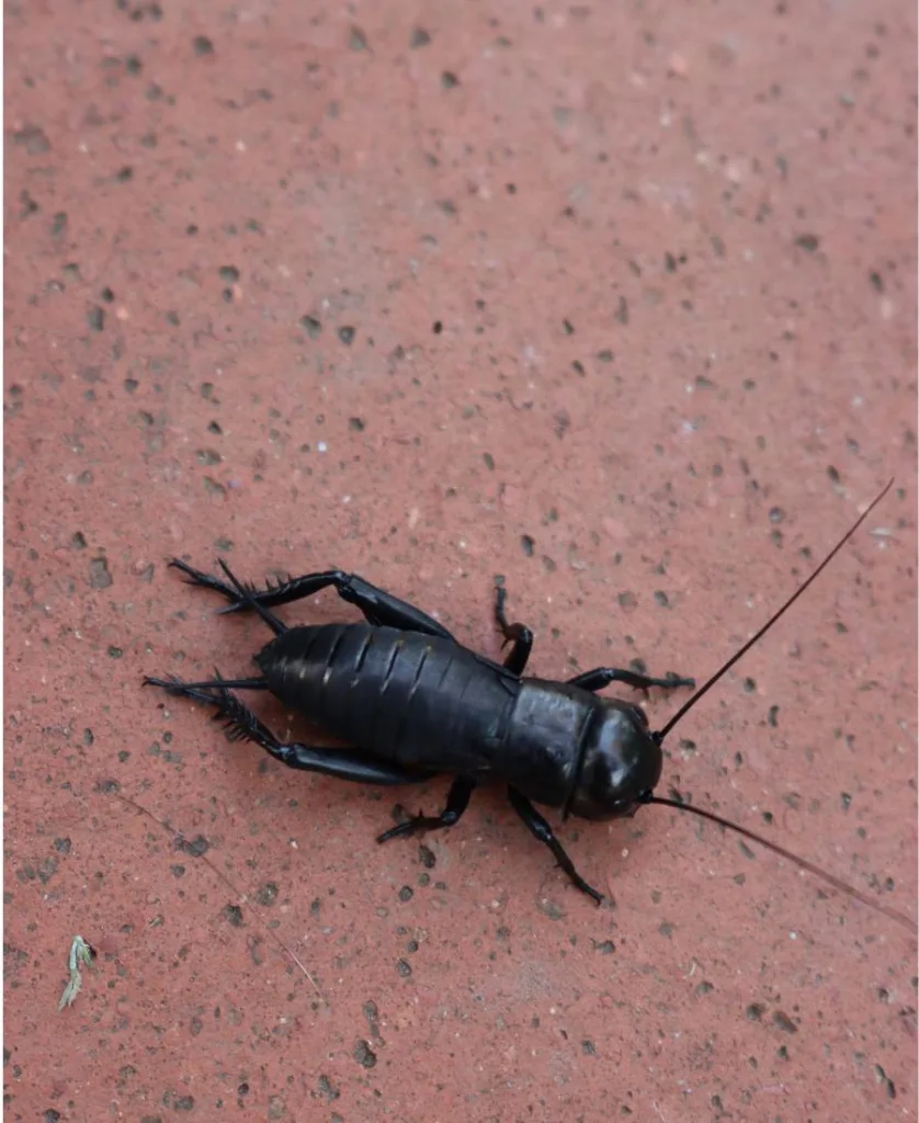 a black cricket on the floor