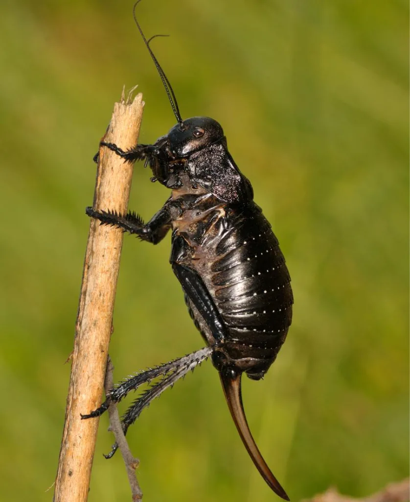 a black cricket on a tree branch