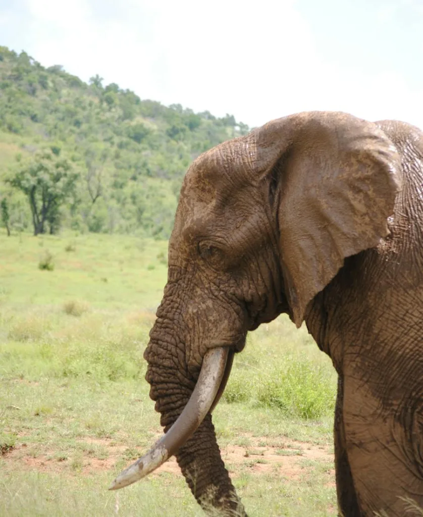 spiritual meaning of elephants