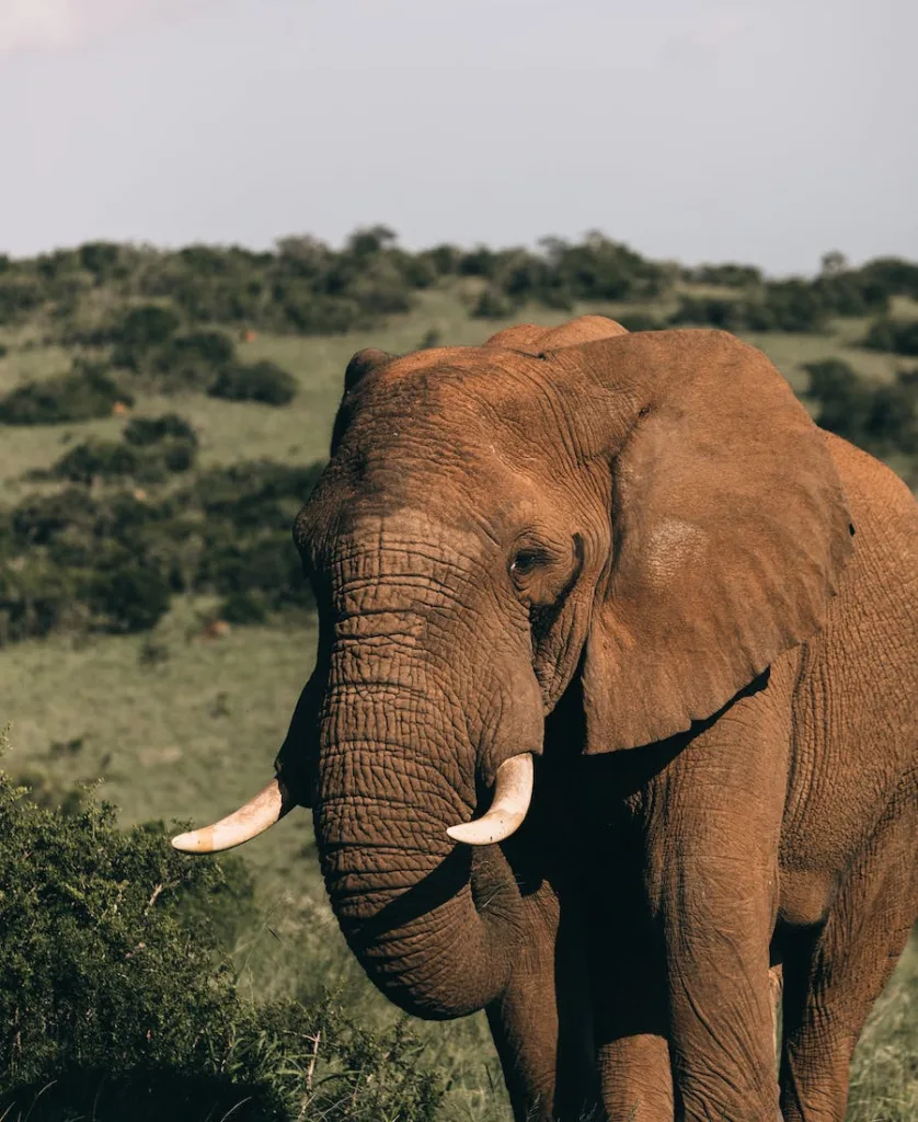 an elephant in the African savannah