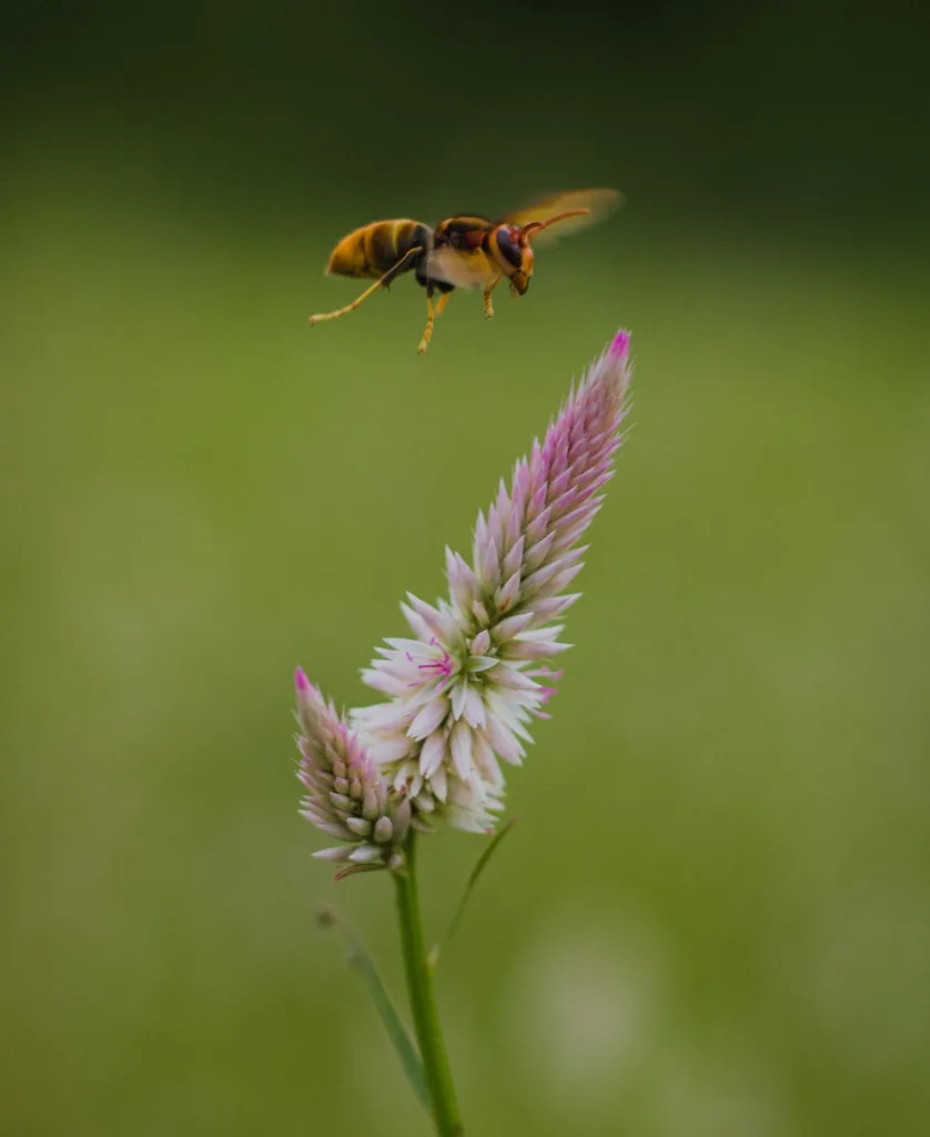 a hornet passing over a flower