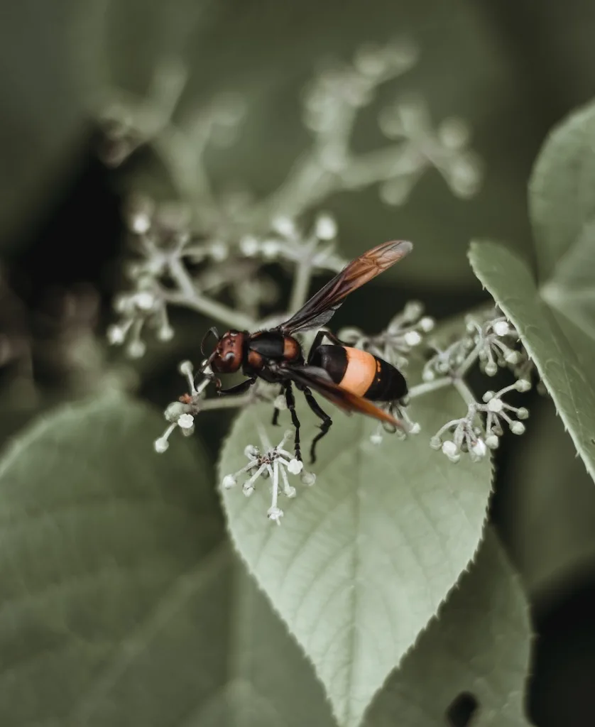 a hornet on the leaf