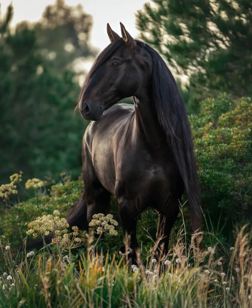 a black horse 