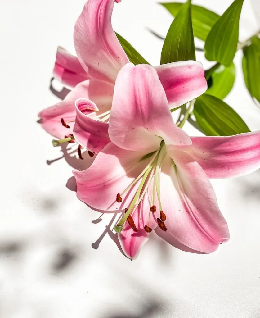 a pink lily flower