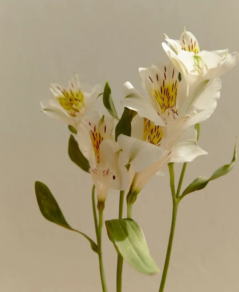 a white lily flower