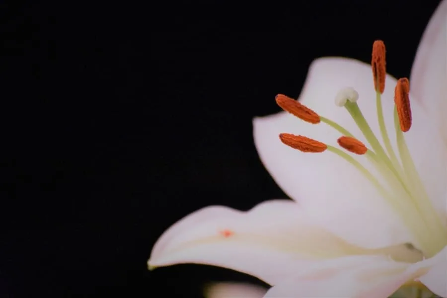 spiritual meaning of lily