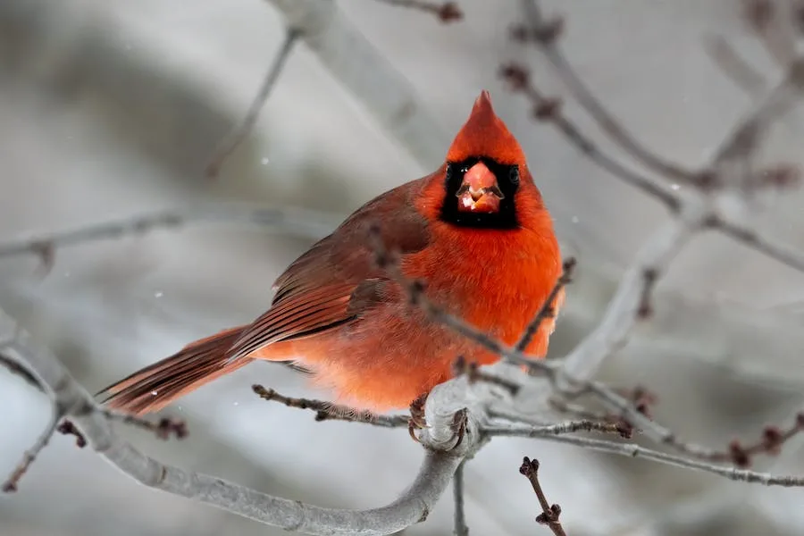 spiritual meaming of red cardinal