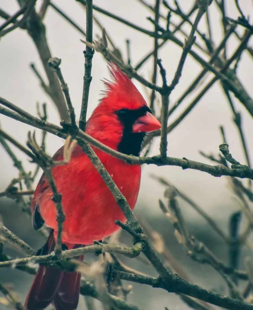 a red cardinal on the tree branch