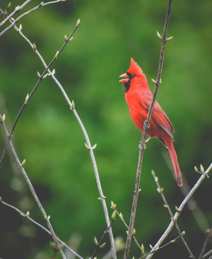 a red cardinal on the branch
