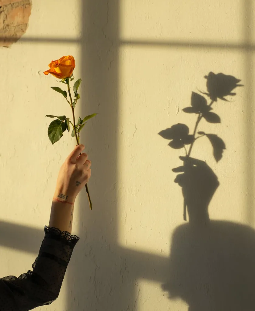 shadow of a hand and a rose