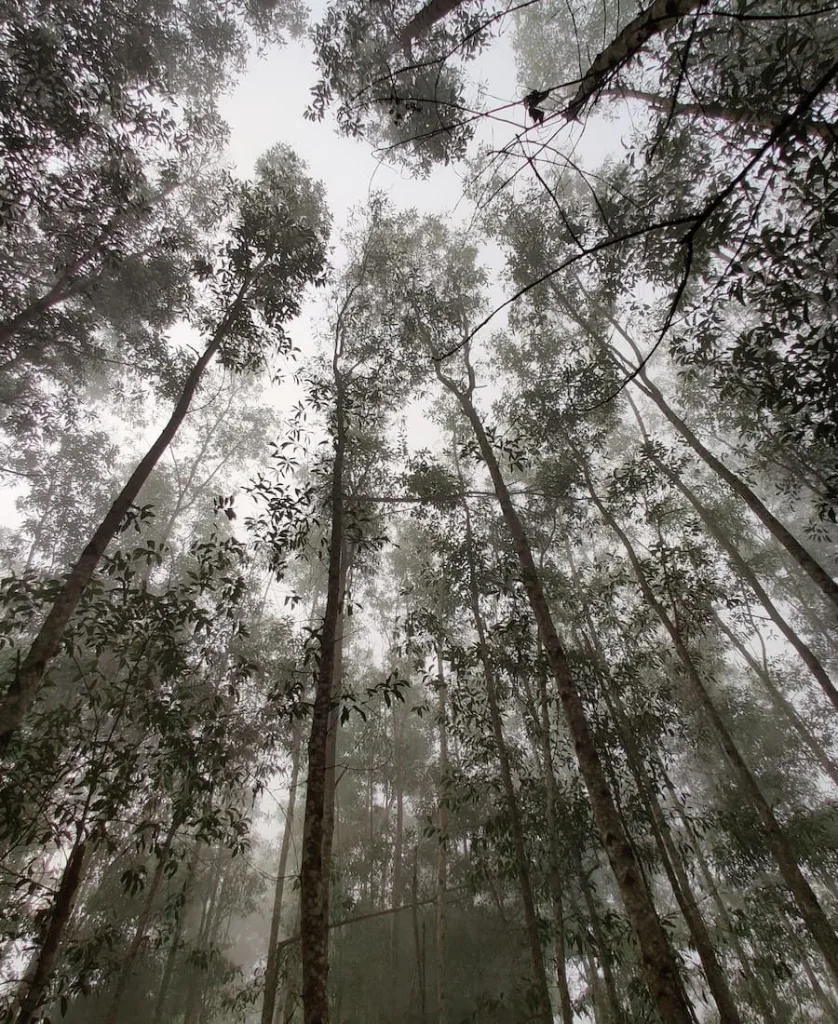 smelling eucalyptus and your symbolism