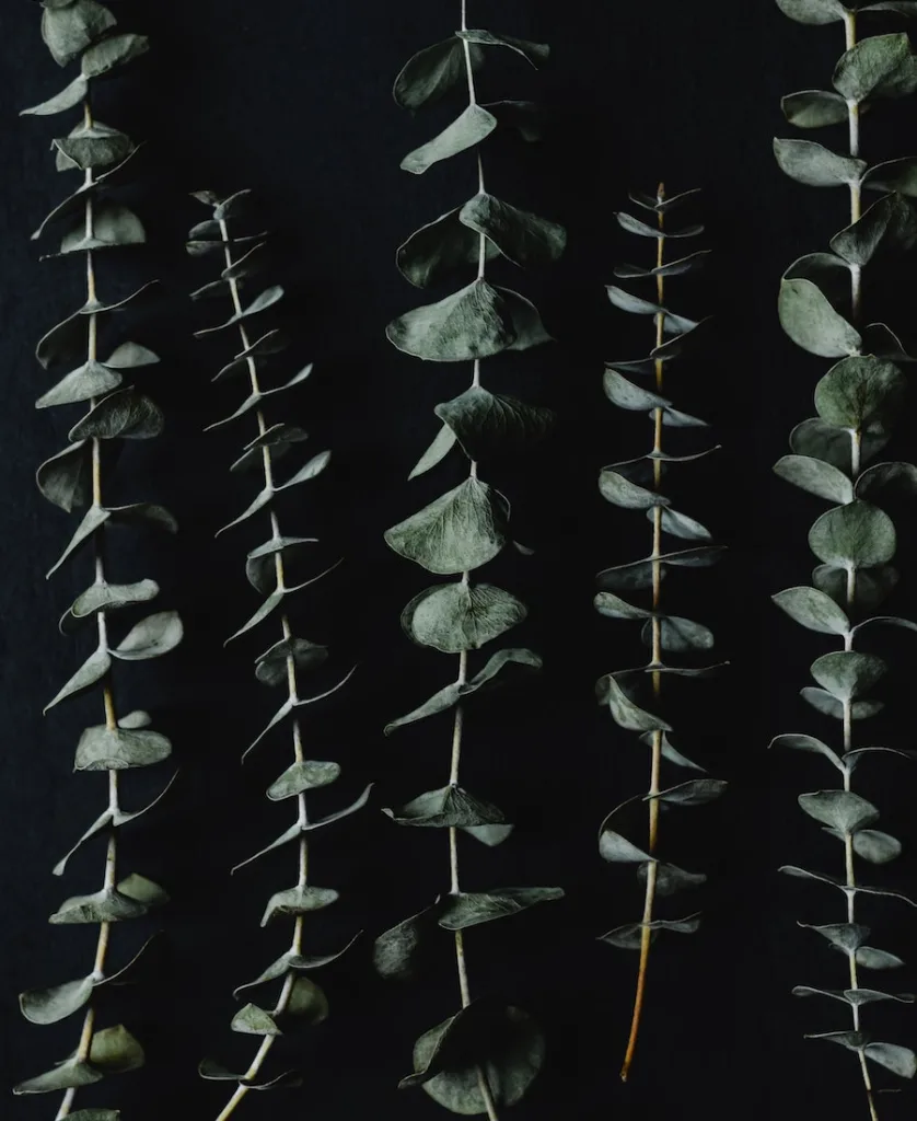 eucalyptus branches