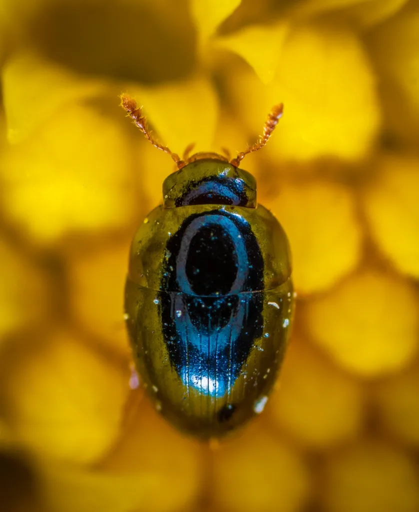 a blue beetle