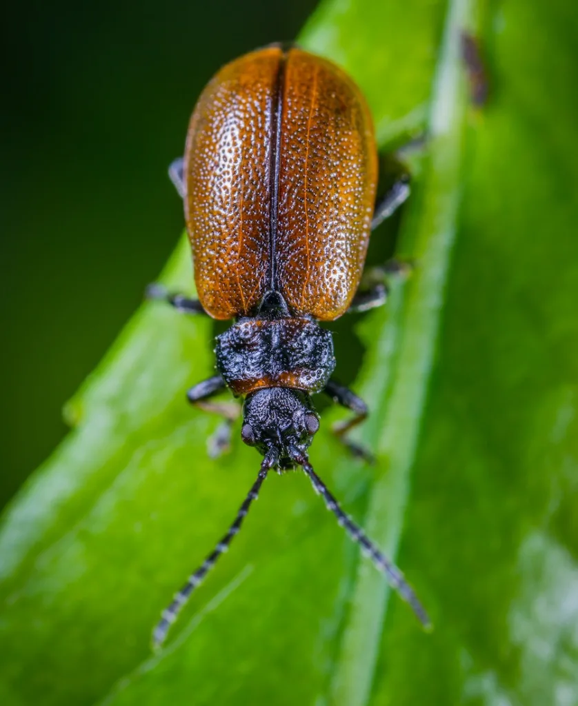a beetle landing on you and your meaning