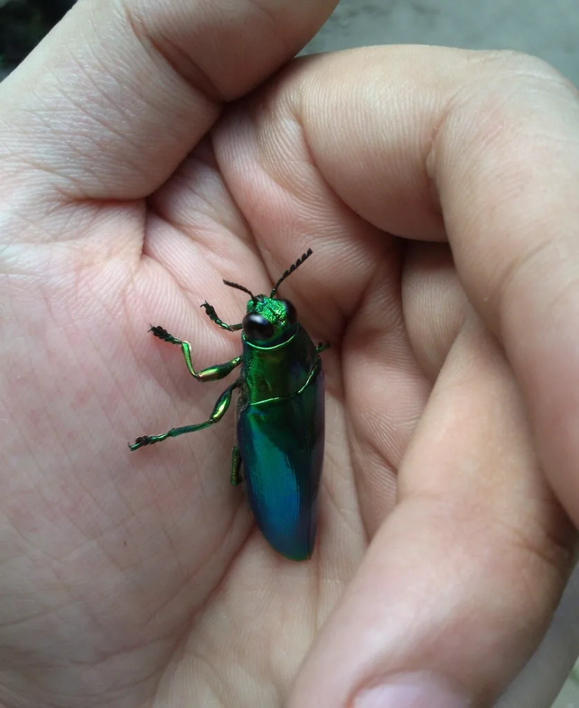 a beetle in the hand