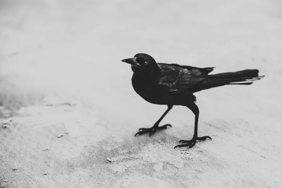 spiritual meaning of a crow following you