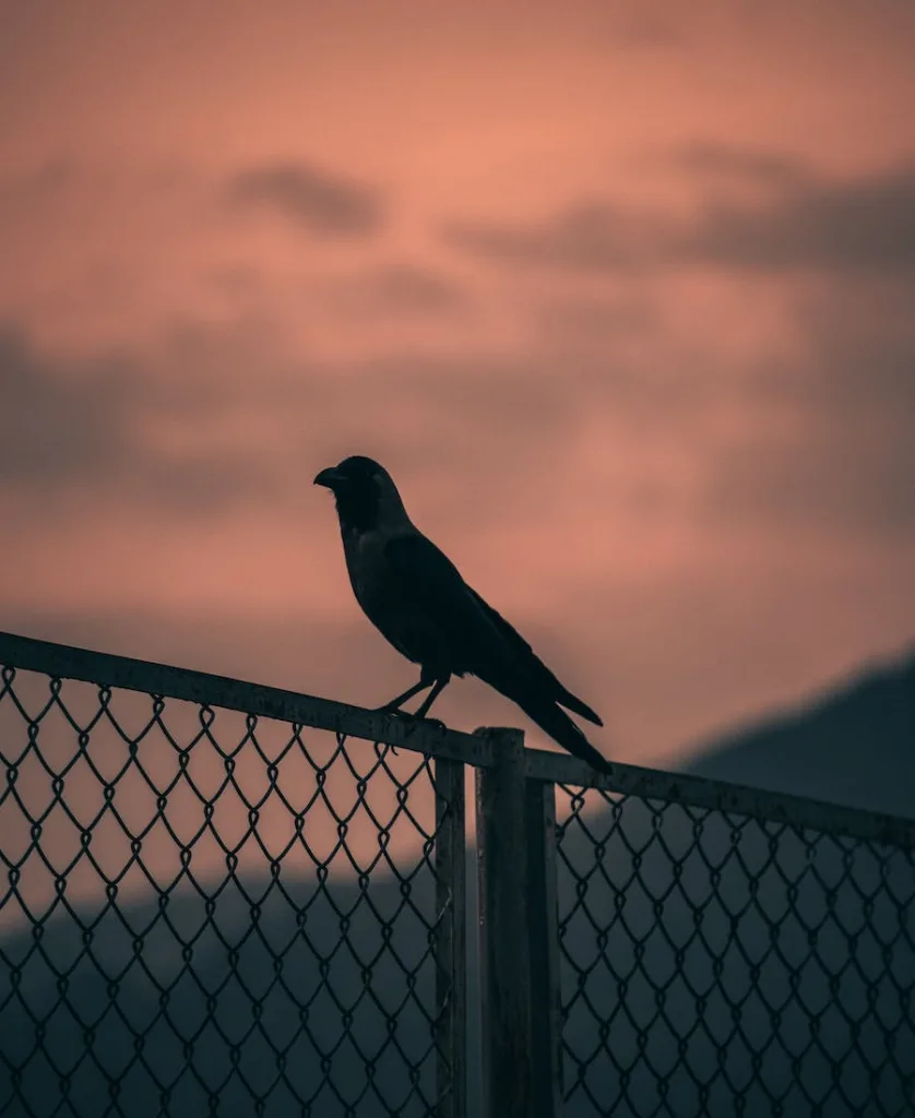 a crow on the fence
