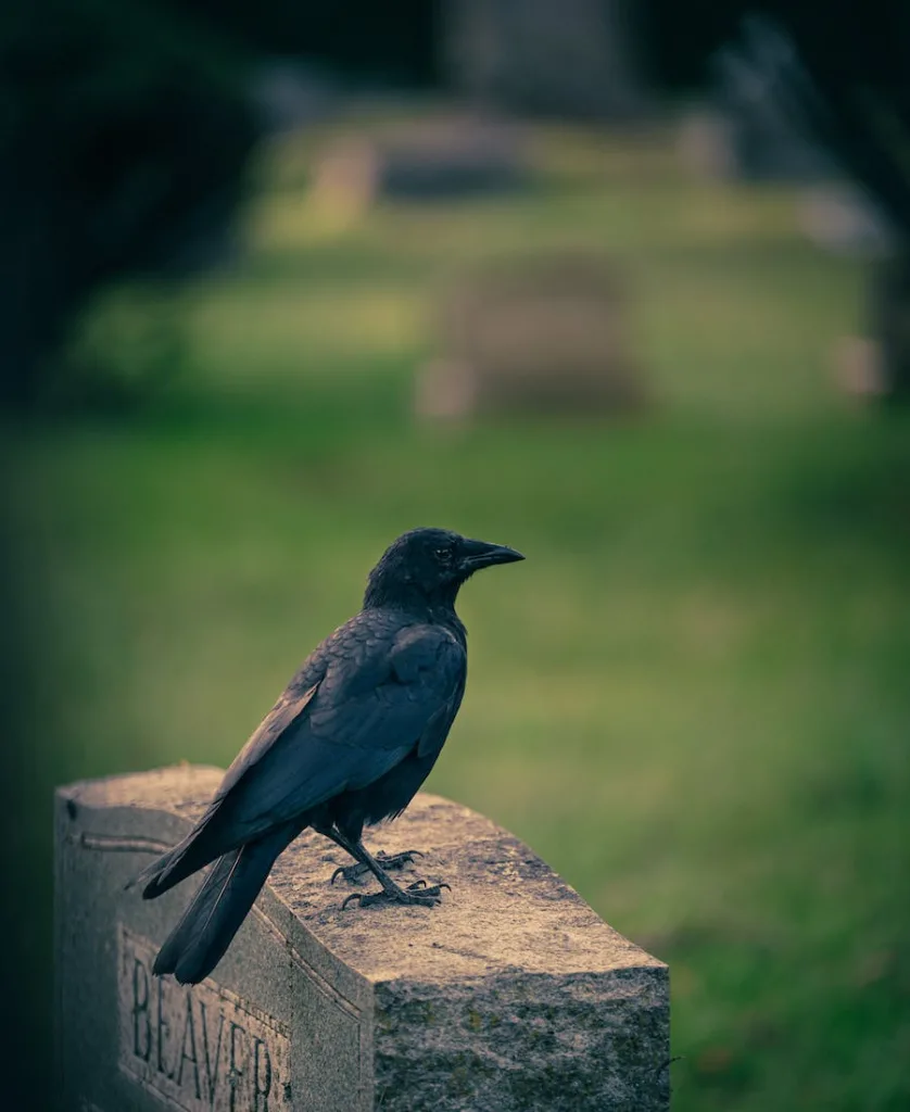 A crow following you and your spiritual meaning