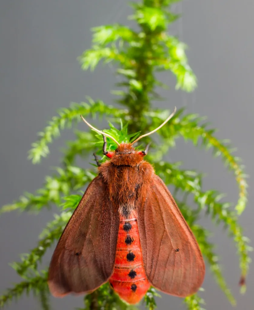 a red moth in the plant