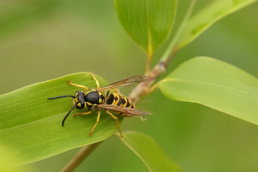 spiritual meaning of a wasp flying around you