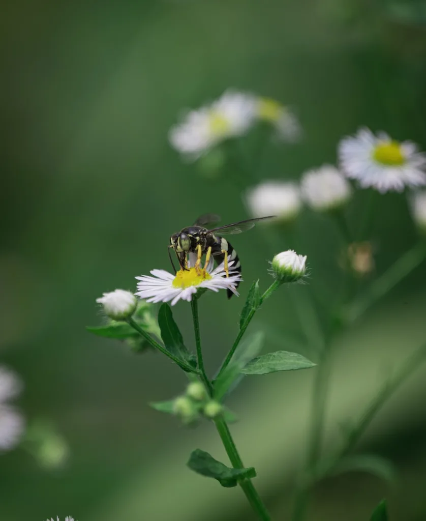 a wasp in the white daisy