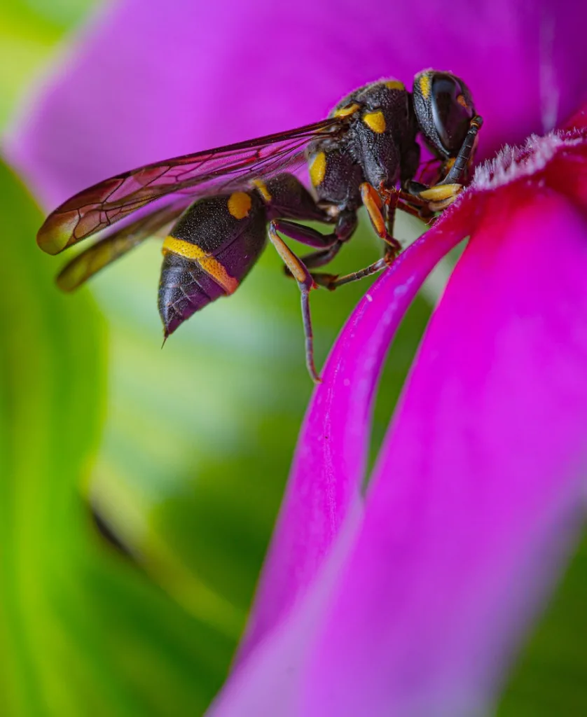 a wasp in the flower